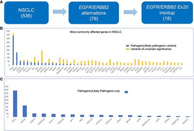 EGFR and ERBB2 exon 20 insertion/duplication in advanced non–small cell lung cancer: genomic profiling and clinicopathologic features
